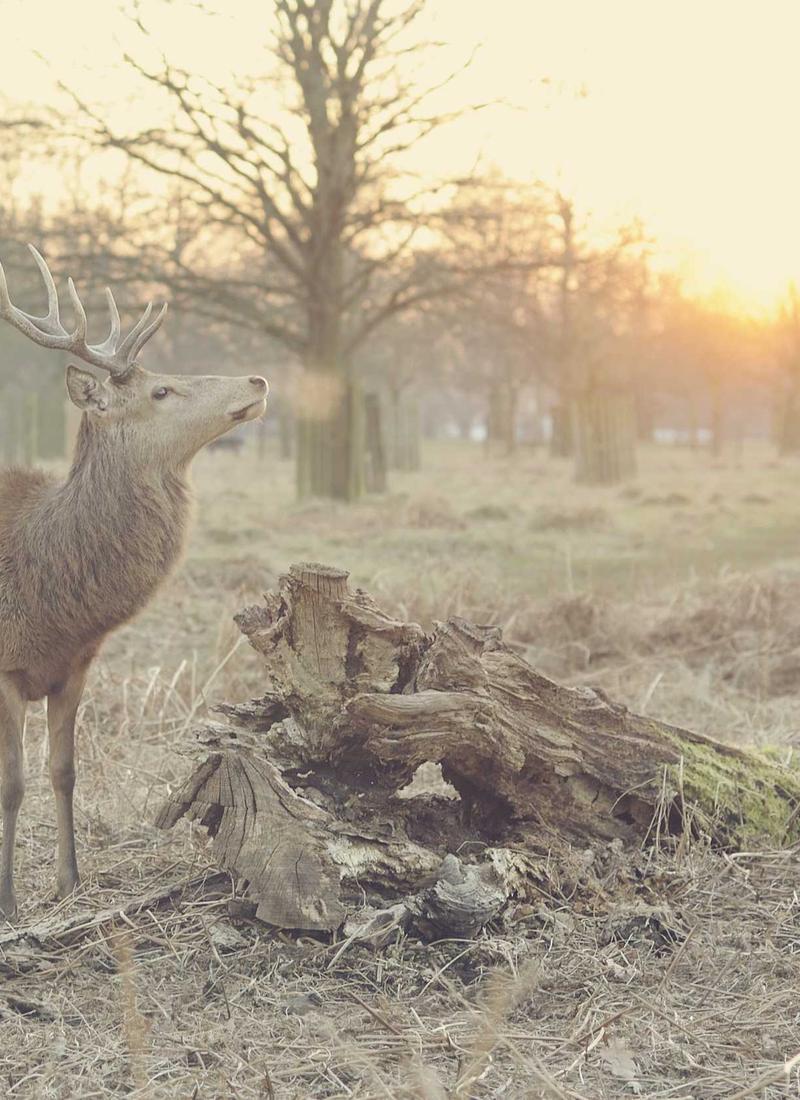 Workplace: Green Spaces