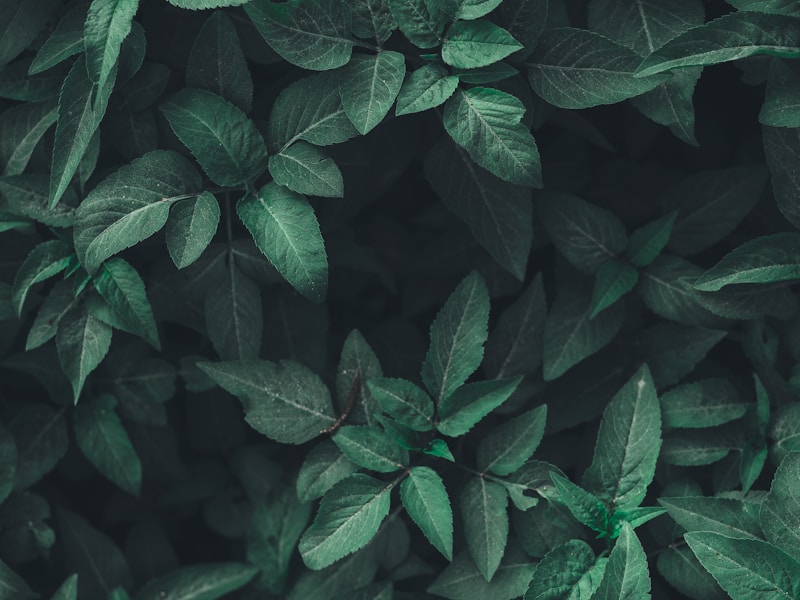 植物干细胞合成生物技术创新中心